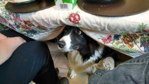 10151211_770435793709_8861876543711059945_n[1]