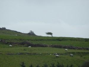 ireland 2014 306